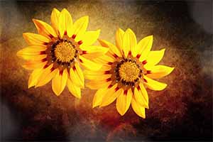 Responsive image