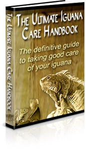 Iguana